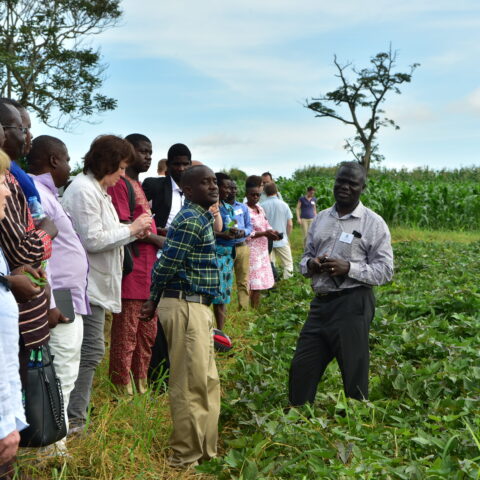 Africa Launch May 2018 d NaCRRI field day