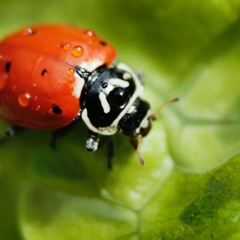 Ladybird